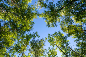 Trees and blue sky in the forest. Bottom view.