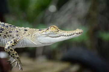 Crédence de cuisine en verre imprimé Crocodile Gros plan de petit crocodile. Jungle du Sri Lanka