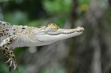 Photo sur Plexiglas Crocodile Gros plan de petit crocodile. Jungle du Sri Lanka