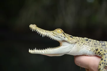 Papier Peint photo Crocodile Person holds a small crocodile close-up, Jungle of Sri Lanka