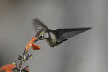 I Like the Top Flower