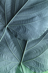 Macro image of blue leaves, natural background