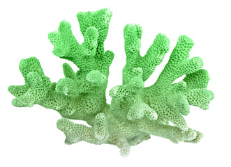 coral isolated on white background