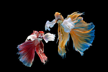 Fototapeta na wymiar The moving moment beautiful of yellow and red siamese betta fish or half moon betta splendens fighting fish in thailand on black background. Thailand called Pla-kad or dumbo big ear fish.
