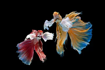 Gardinen The moving moment beautiful of yellow and red siamese betta fish or half moon betta splendens fighting fish in thailand on black background. Thailand called Pla-kad or dumbo big ear fish. © Soonthorn