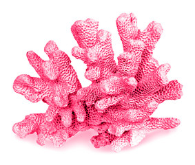 coral isolated on white background © Dmitry