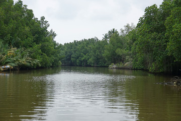 Mangrove forests along the river in Sri Lanka