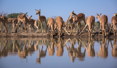 Drinking Impala Herd