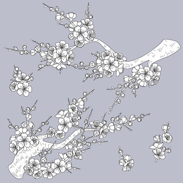 Black and White Plum Blossom Branches