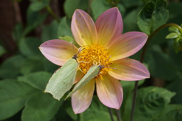 two butterflies in one flower