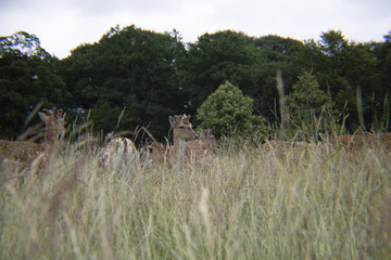 Deer in the Grass