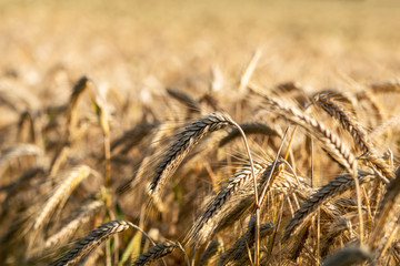 Fototapeta premium Getreidefeld