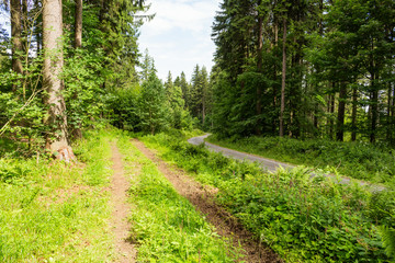 Fototapeta na wymiar Forest spring landscape - row of pine forest trees and narrow path under spring bright sunlight. Forest spring nature landscape