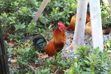 key west rooster