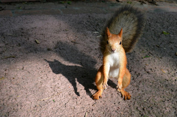 A squirrel in a Moscow Park, July 2018