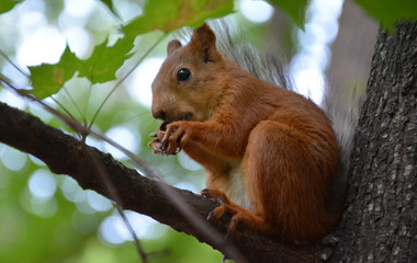 A squirrel in a Moscow Park, July 2018