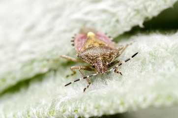 Bug on leaf