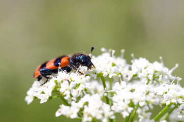 Photo of insect with mandible