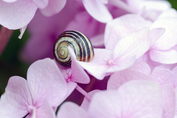 Macro photo of snail in pink flowers.