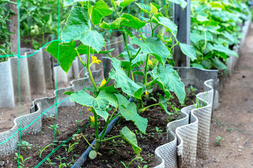 Young cucumbers in a small garden