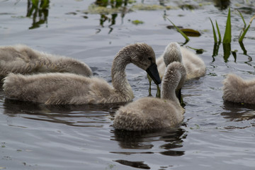 Cygnet With Green Plant in Mouth