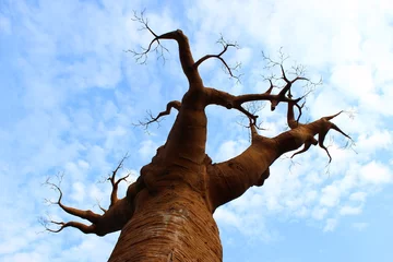 Tableaux ronds sur aluminium brossé Baobab BAOBAB CONTRE LE CIEL