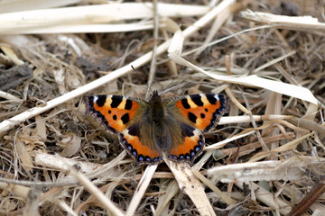 Tortoise Shell Butterfly Straw