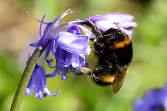 Bumble Bee On A Bluebell