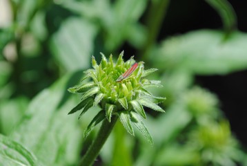 Candy Cane Leaf Hopper
