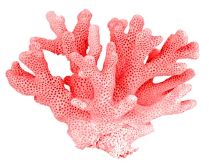 Poster coral isolated on white background © Dmitry