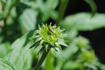Candy Cane Leafhopper