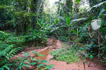 A small river among the impenetrable tropical jungles in the southeast Asia during the day