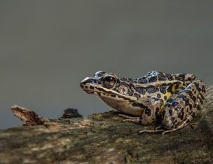 A frog in on a dead tree is ready to jump with a gray background