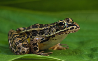 A frog is siiting on a green leave