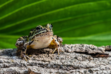 A frog is siiting on a tree bark with a green background