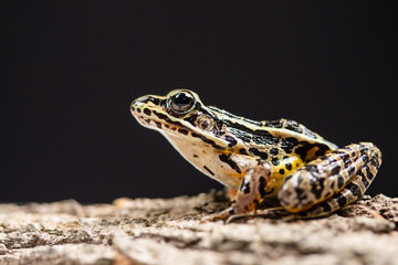 Close up view of a frog posing on a tree bark with a black background