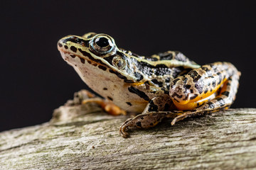 Close up view of a frog posing on a tree with a black background