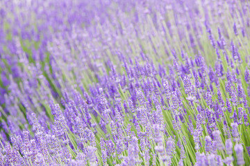 Sunset over purple flowers of lavender. Closeup of violet flowers. Provence region of france.