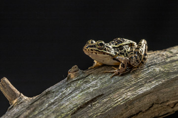A frog in on a dead tree is ready to jump