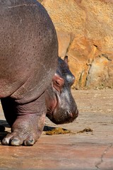 Hippopotamus