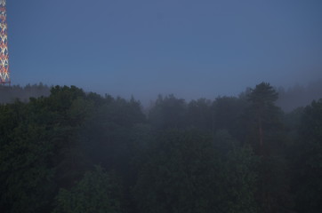 Foggy night, trees
