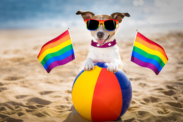 gay dog relaxing on a beach