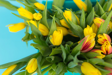 Close-up picture of tulips on blue background