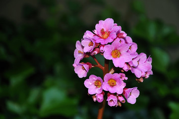 pink blossoms of an elephant-eared saxifrage
