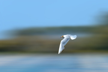 Flying Mediterranean Gull