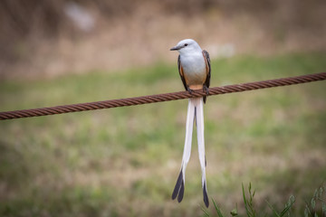 Scissor-tailed Flycatcher (Tyrannus forficatus) perched on a wire