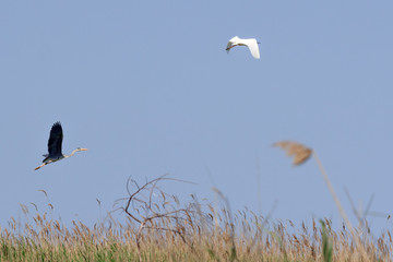 Birds