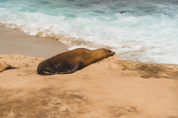 la jolla 