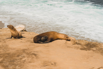 Fototapeta premium la jolla 
