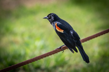 Male Red Winged Balckbird (Agelaius phoeniceus) on a pole